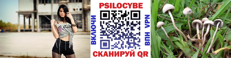 Псилоцибиновые грибы Cubensis  Купить  Ужур 